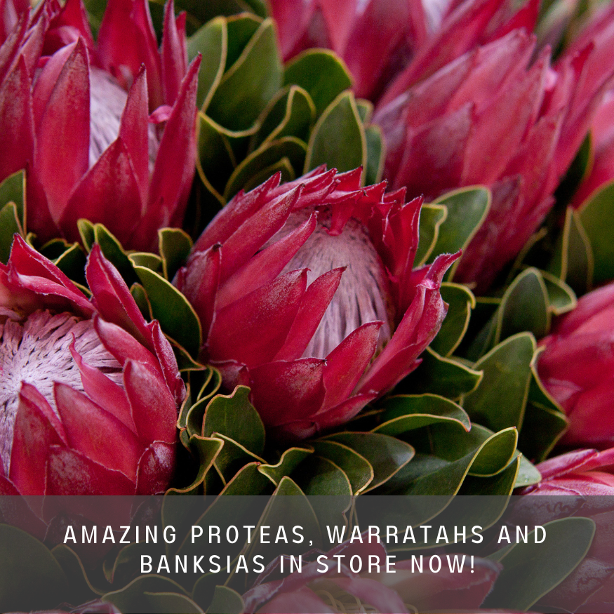 Proteas, Warrathas, Telopeas, Banksias