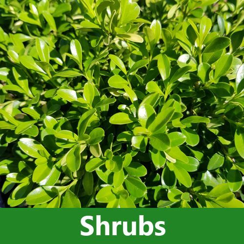 Shrubs