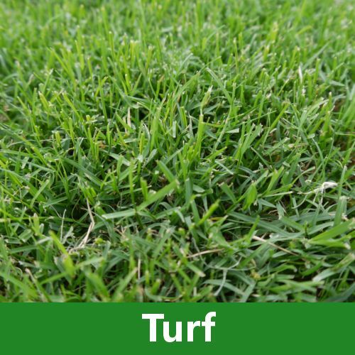 Turf Lawn