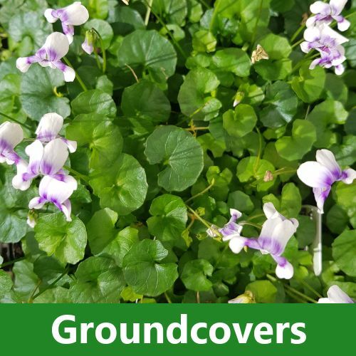Groundcovers
