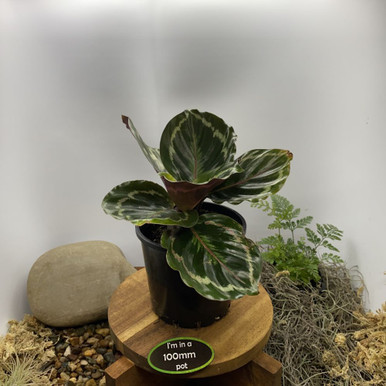 Calathea illustris - Four Seasons Nursery