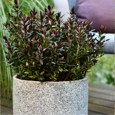 Hebe 'Chocolate Box Strawberry 140 mm - Four Seasons Nursery