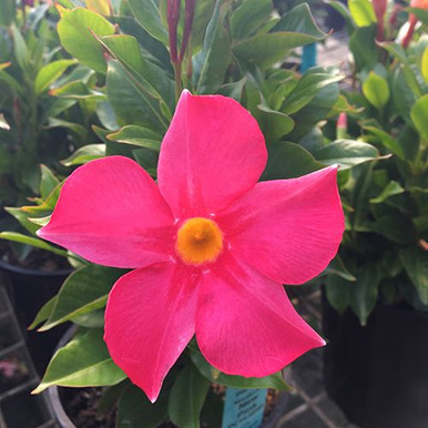 Mandevilla Aloha Pink Perfection - Four Seasons Nursery