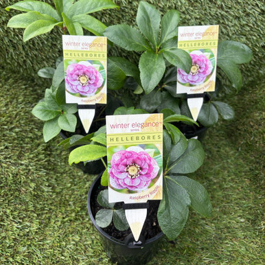 Desert Rose Raspberry Ripple Helleborus 'Winter Elegance' Raspberry Ripple - Four Seasons Nursery