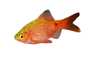 Rosy Barb Rosy Barb