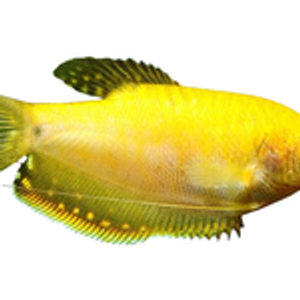 Golden Gourami Golden Gourami