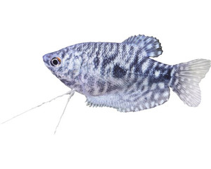 Opaline Gourami Opaline Gourami