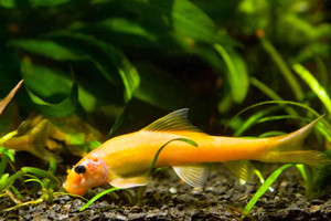 Golden Algae Eater