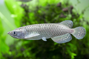 Jardini/Pearl Arowana