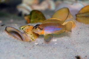 Gold Ocellated Shell-Dweller Gold Ocellated Shell-Dweller