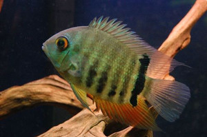 Large  Severum