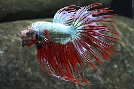 Betta Crowntail