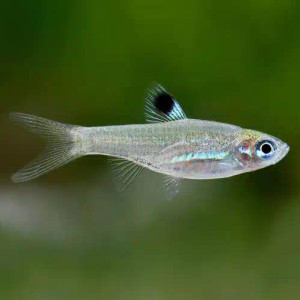 Emerald Eye Rasbora Emerald Eye Rasbora