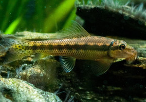 Chinese Algae Eater Chinese Algae Eater