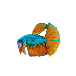 Side View of GreenPleco Plushie - Opal Betta 19cm