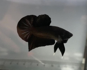 Betta Black Plakat Male Betta Black Plakat Male