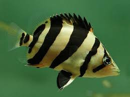 Borneo Tiger Fish with black and gold stripes, available at Wonderworld Aquarium & Pet Centre, Rotorua