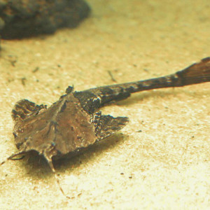 Banjo Catfish, a peaceful smaller catfish suitable to go with smaller Tetra's, corydora's, pencil and hatchet fish.