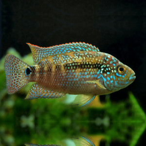 Jack Dempsey Jack Dempsey