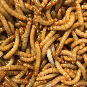 Live Meal worms