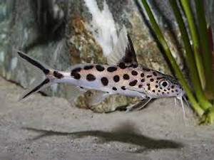 Cuckoo Synodontis, Synodontis multipunctatus, also known as the cuckoo catfish, cuckoo squeaker, or multipunk, is a small catfish from Lake Tanganyika, one of the lakes in the Great Rift Valley system in Africa. Cuckoo Synodontis, Synodontis multipunctatus, also known as the cuckoo catfish, cuckoo squeaker, or multipunk, is a small catfish from Lake Tanganyika, one of the lakes in the Great Rift Valley system in Africa.