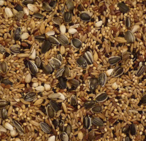 Topflite Cockateil Mix