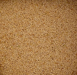 Tui White French Millet