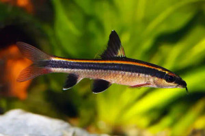 Flying Fox, small tropical fish that people like to have in their aquariums to eat black beard algae, silver with a black stripe from nose to tail.