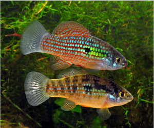 American Flagfish