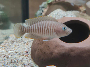 Neolamprologus Multifasciatus