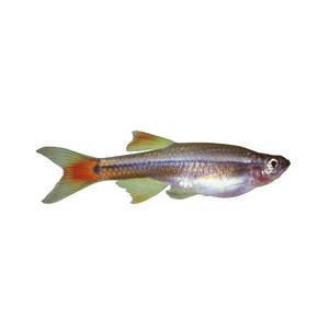 White Cloud Mountain Minnow White Cloud Mountain Minnow