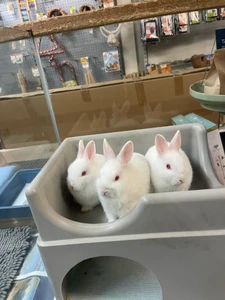Netherland Dwarf Rabbit