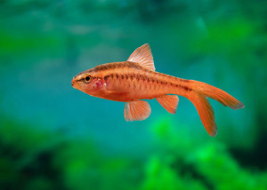 Side view of Cherry Barb - Longfin
