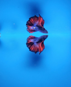 Floating Rosetail Betta