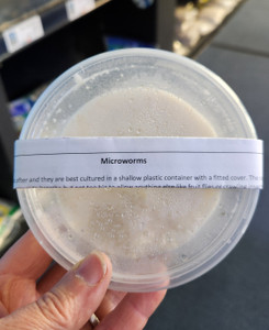 Microworm Culture