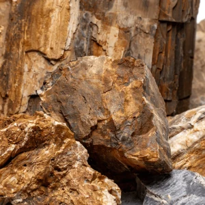 Pieces of Petrified Wood Rock