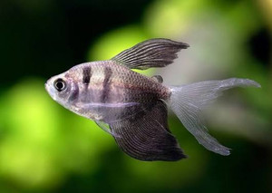 High-fin Black Widow Tetra