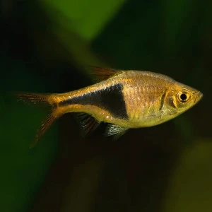 Gold Harlequins ( Espei)