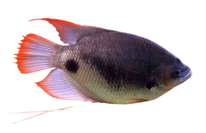 Red Tail Giant Gourami