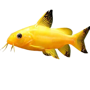 Synodontis Nigrita Gold