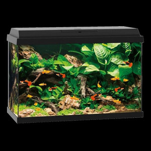 Juwel Primo 70 Black Aquarium, Entry into aquariums at the highest technical level. Modern LED lighting and efficient filtering round of the Primo concept perfectly. Juwel Primo 70 Black Aquarium, Entry into aquariums at the highest technical level. Modern LED lighting and efficient filtering round of the Primo concept perfectly.