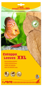 Sera Catappa Leaves XXL Sera Catappa Leaves XXL