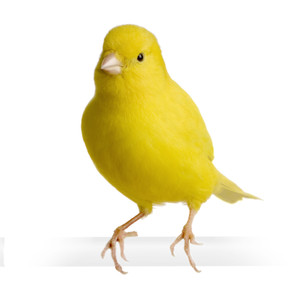 Canary, young live canaries available in our aviary.