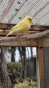 Canary | Live Birds