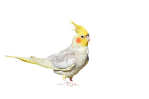 Cockatiel Pied