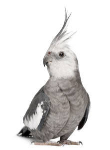 Cockatiel Whiteface