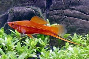 Assorted Swordtail Assorted Swordtail