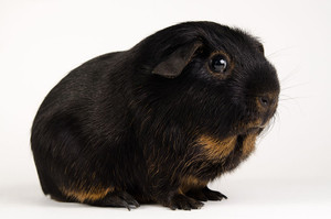 Guinea Pig