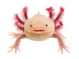 Head on of a leucistic Axolotl