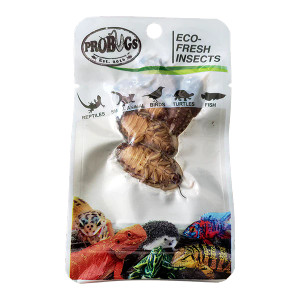 Pro Bugs Dubia Cockroach 20g